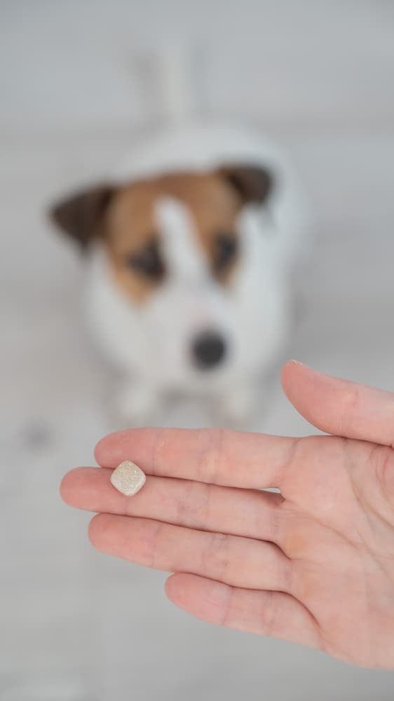 owner-giving-pet-jack-russell-terrier-a-pill